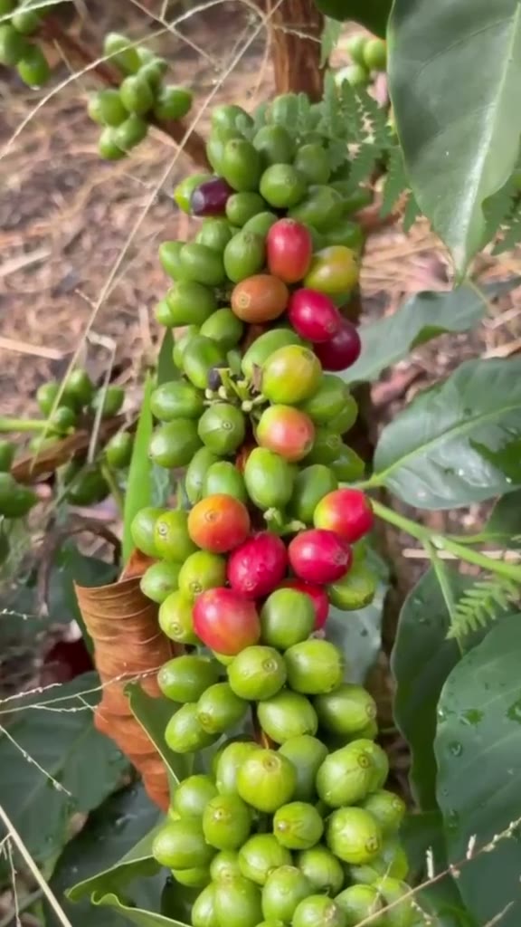 Cerezas de café madurando en la rama