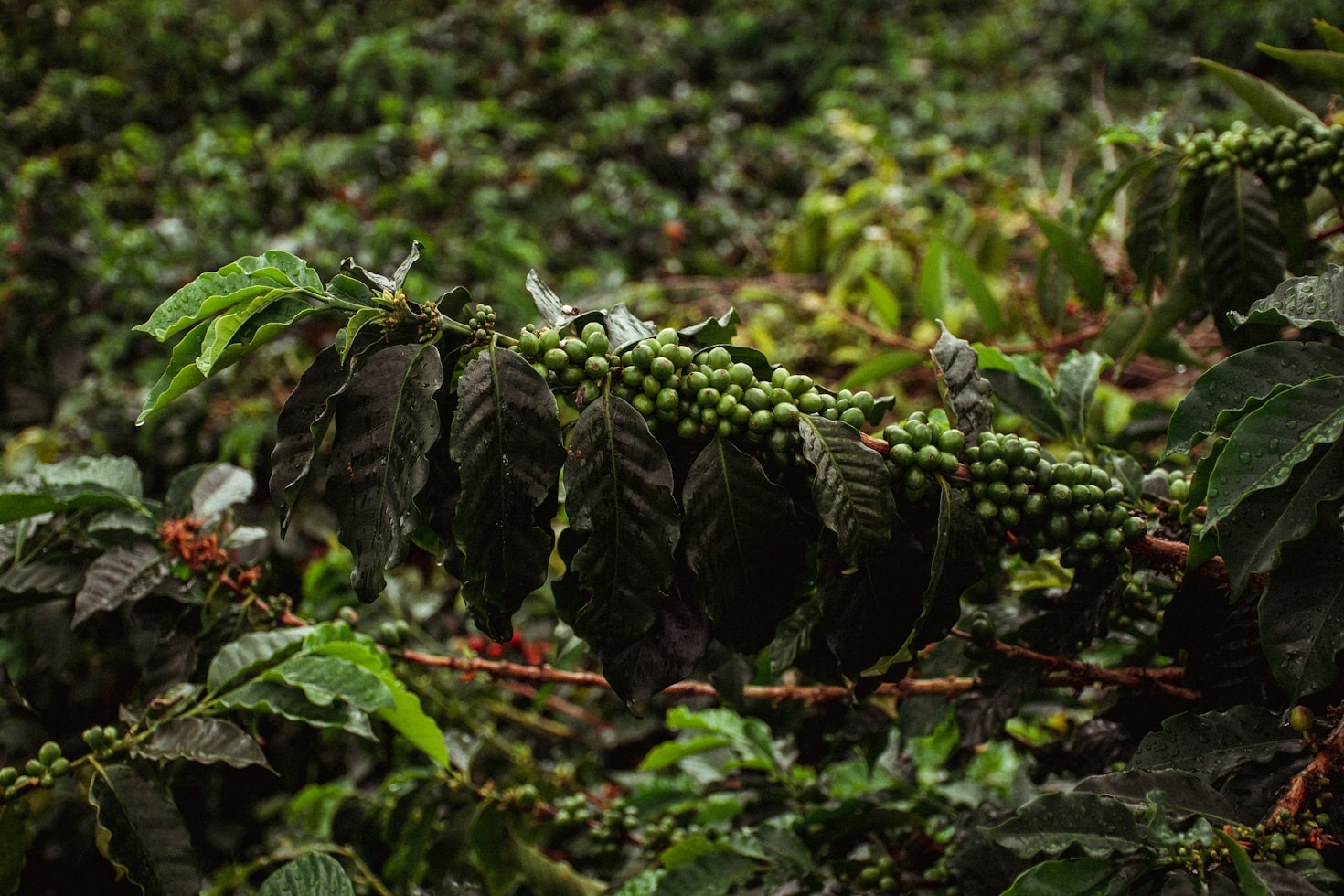 Cómo se cultiva el café en Supía, Colombia